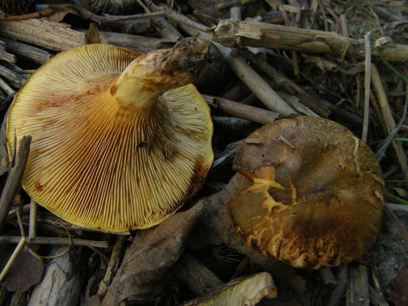 Paxillus rubicundulus?